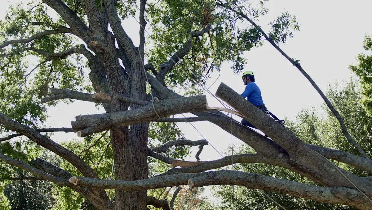 Professional Crown Thinning performed by certified arborists in Sadorus